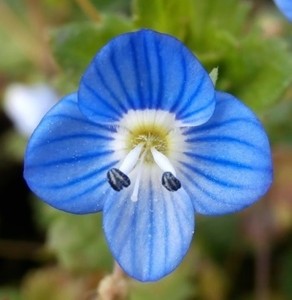 Group G: Veronicaceae (Veronica persica - Field Speedwell)