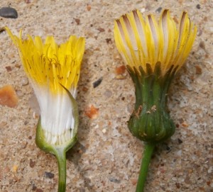 Group H: Asteraceae (Sonchus oleraceus - Smooth Sow-thistle)