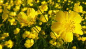 Group J: Ranunculaceae (Ranunculus acris - Meadow Buttercup)