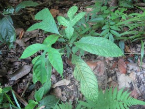 breadfruit plant