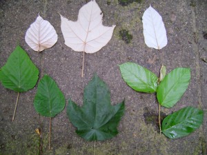 leaves