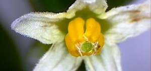 solanum slide