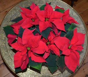 23Poinsettia