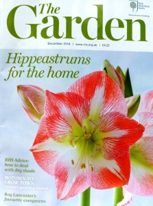 RHS Hippeastrum