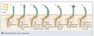 tropism experiment