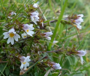 Euphrasia sp. (An Eyebright)