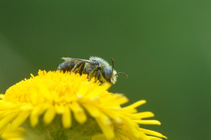 Osmia spinulosa (Solitary bee), visiting Fleabane