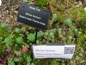 Moss Trail Mnium