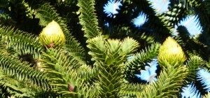 monkey puzzle slide 1