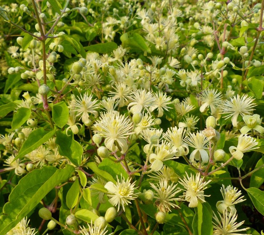 10 Clematis vitalba | Dr M Goes Wild