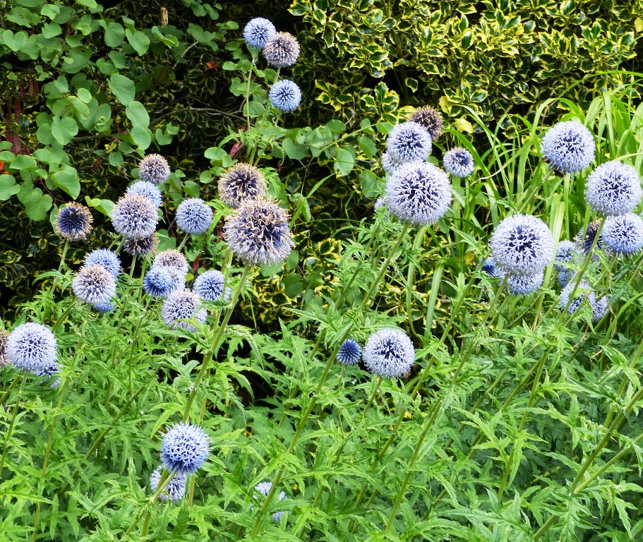 04 Echinops | Dr M Goes Wild