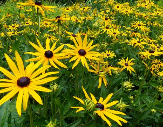 08 Rudbeckia | Dr M Goes Wild