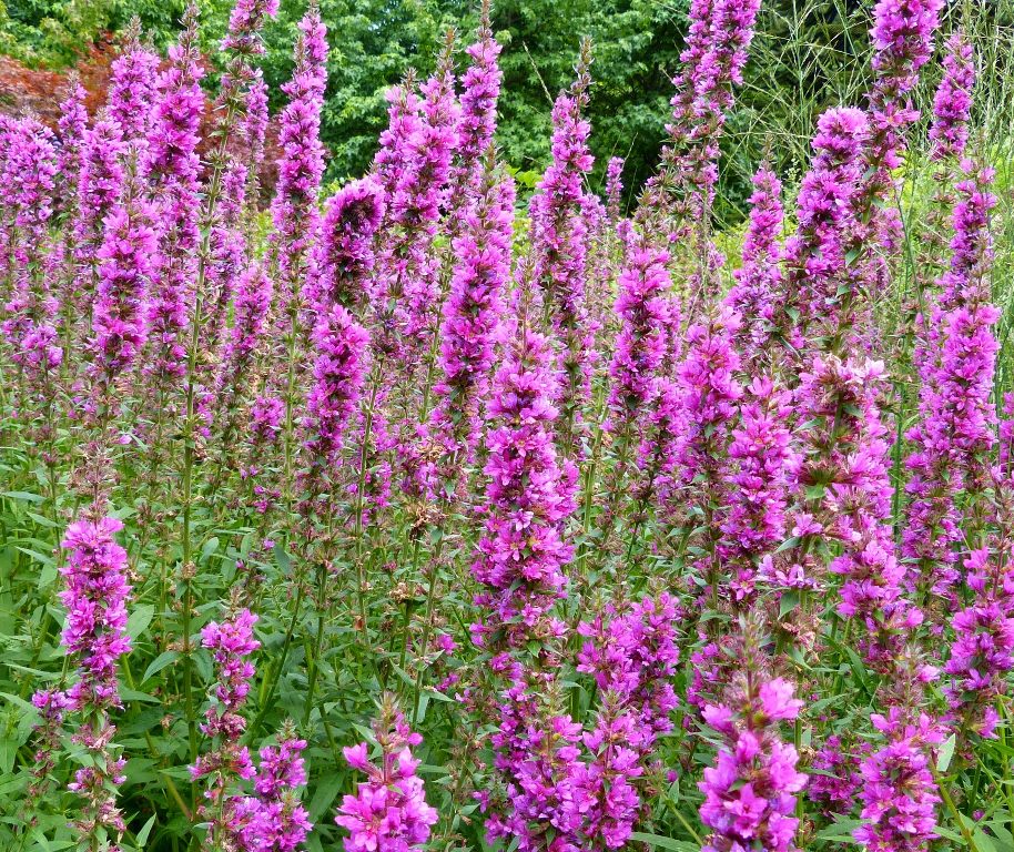 10 Lythrum salicaria | Dr M Goes Wild