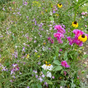 GARDEN FLOWERS