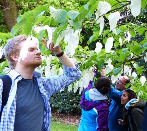 hanky tree