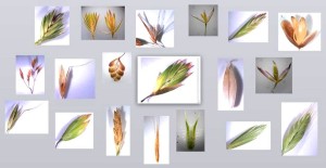 grass spikelets