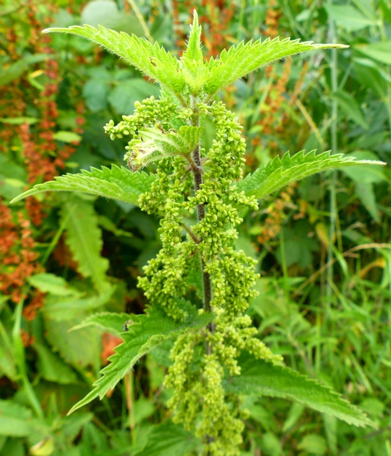 08 Urtica dioica Stinging Nettle | Dr M Goes Wild