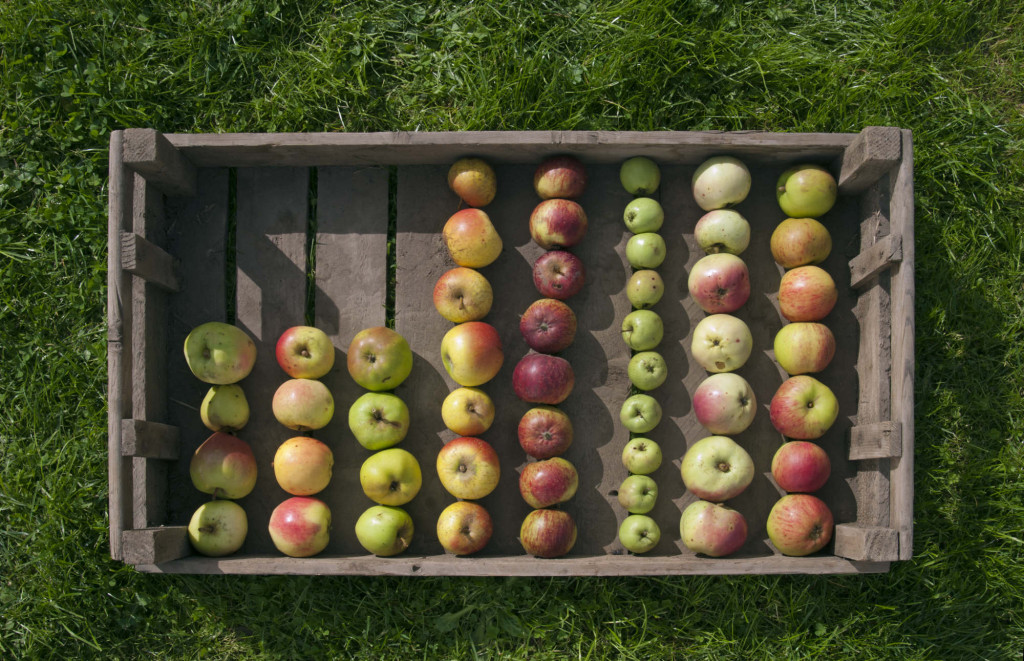 A plate of cider apples. (l to r) 'Perthyre', 'Broom Apple', 'Monmouth Green', 'Pen Caled', 'Frederick', 'Upright French', 'Twyn-y-Sheriff' and 'Cadwallader' at Raglan Cider Mill, Wales