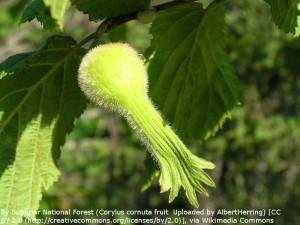 Corylus_cornuta_fruit_5097503079ab