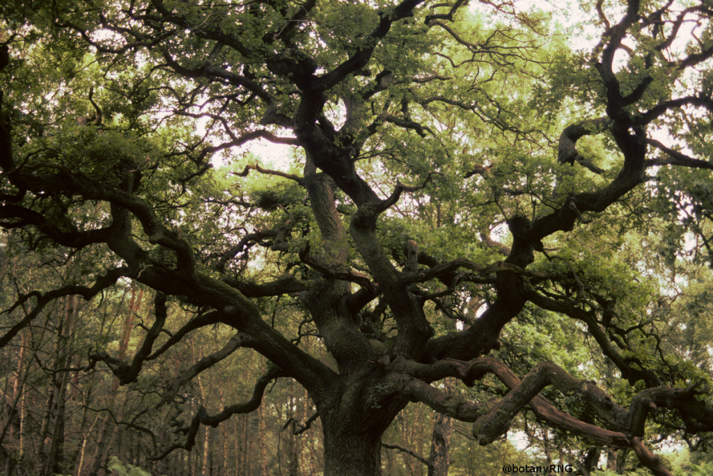 New Forest Oak