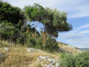 Olive trees