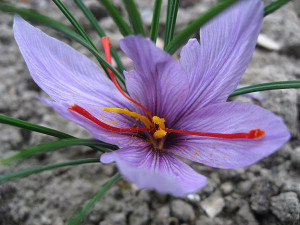 Saffron