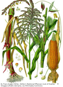 Zea_mays_-_Köhler–s_Medizinal-Pflanzen-283AB