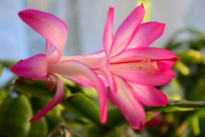 christmas-cactus-277690_960_720