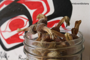 corylus cornuta in a jar