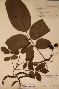 walnut herbarium