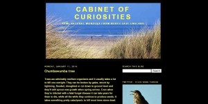 cabinet of curiosities