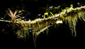 Epiphyte