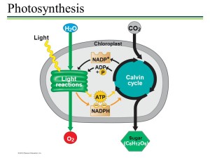 calvin cycle