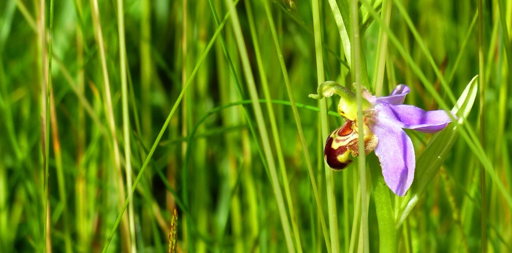 bee orchid