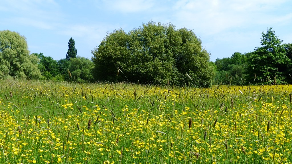 buttercups