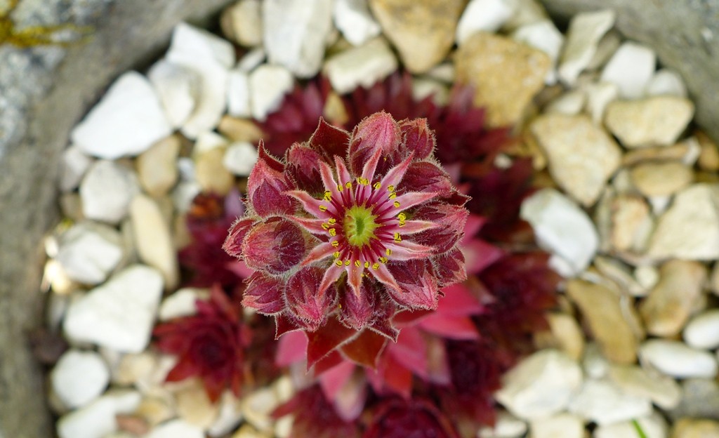 eleanors sempervivum 2