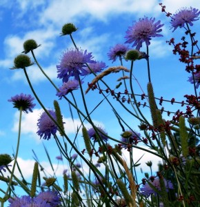 field scabious 2