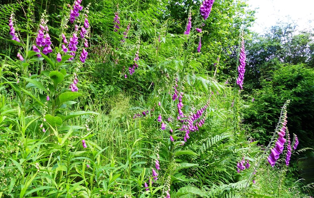 foxgloves