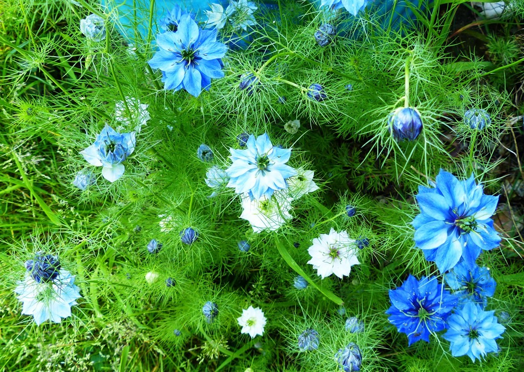 love in a mist