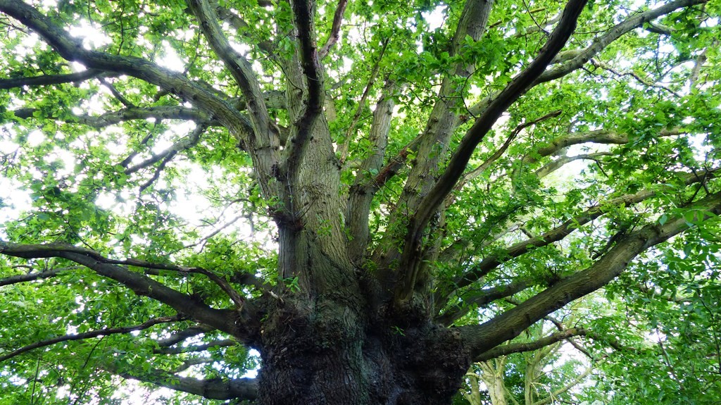 lovely oak