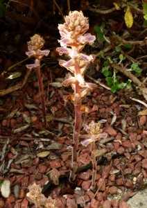 orobanche 1