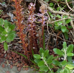 orobanche going wild close