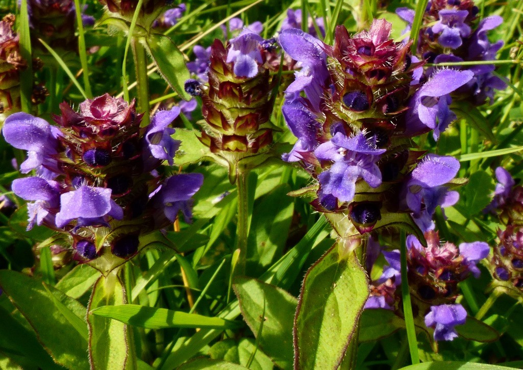 selfheal