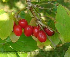 1200px-cornelian_cherry_1b