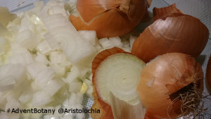 chopped-onionb