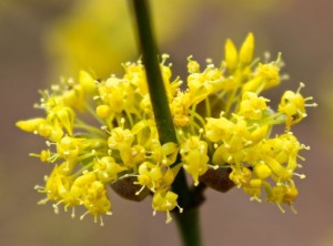 cornus-mas-flowers