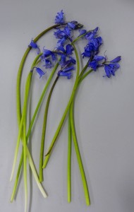 1. Bluebell