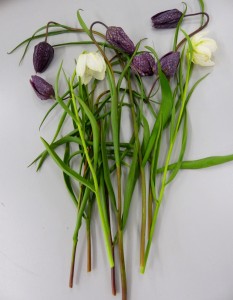 2. Snake's-head Fritillary