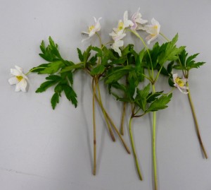 3. Wood Anemone