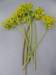 4. Cowslip